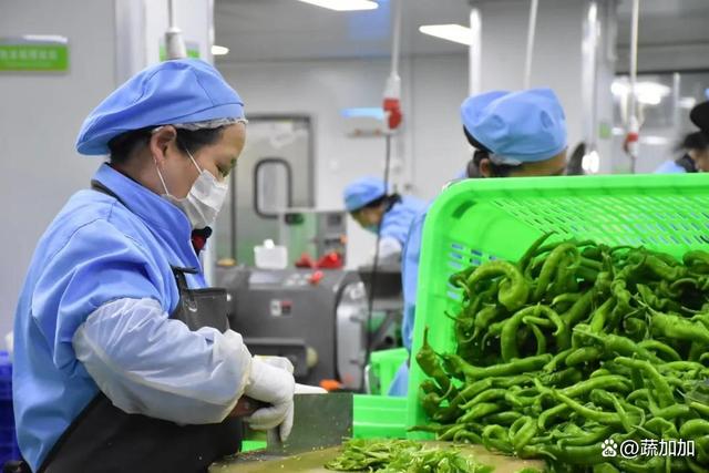 食材凈菜加工與預(yù)制菜的差異化解析 以蔬菜為例，保鮮與便利的兩大烹飪革新